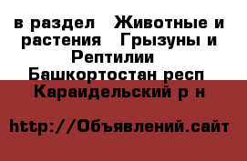  в раздел : Животные и растения » Грызуны и Рептилии . Башкортостан респ.,Караидельский р-н